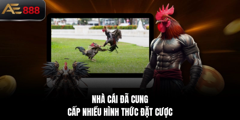 Nhà cái đã cung cấp nhiều hình thức đặt cược